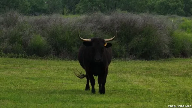3833 County Road 2880 Bigfoot, TX 78005