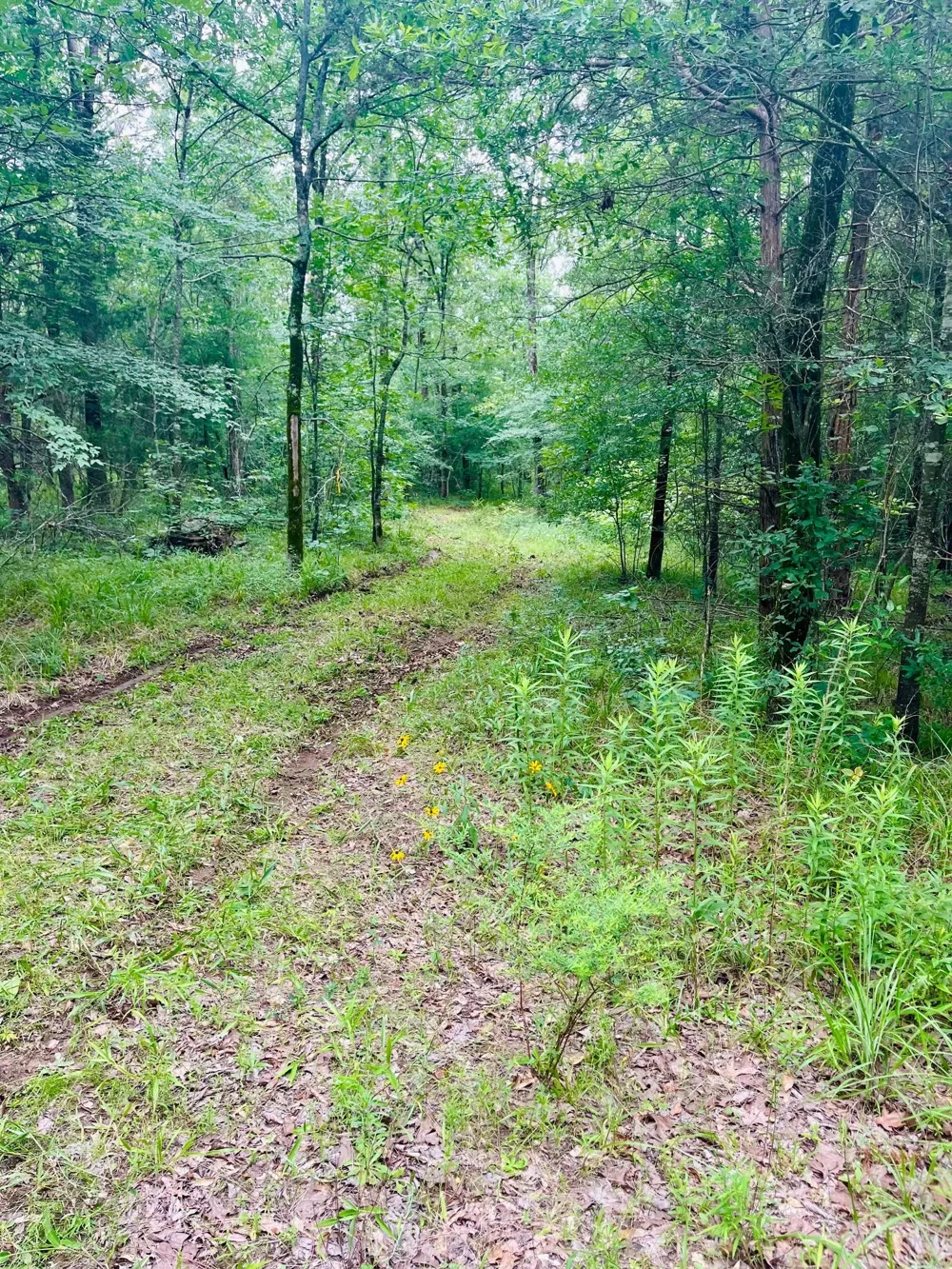 950 VZ County Road 1919 Fruitvale, TX 75127
