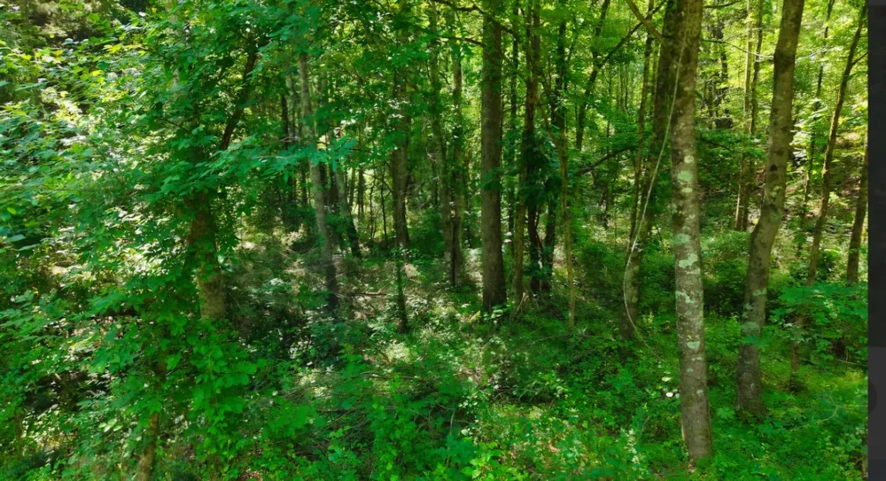 0 Beech Ridge Rd Parsons, TN 38363