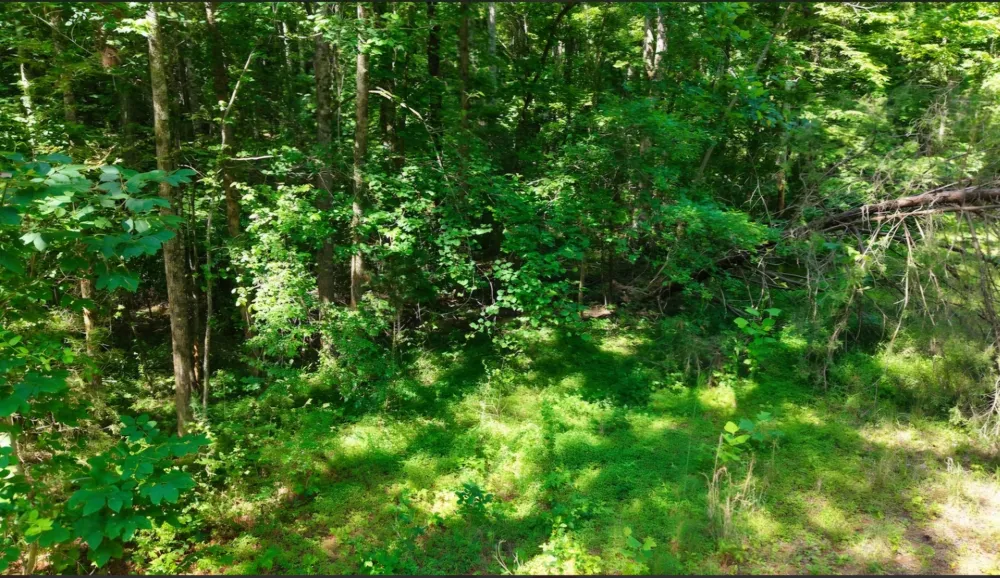 0 Beech Ridge Rd Parsons, TN 38363