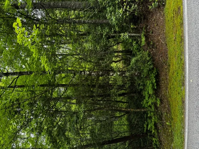 47B Big Pine Road Sapphire, NC 28774