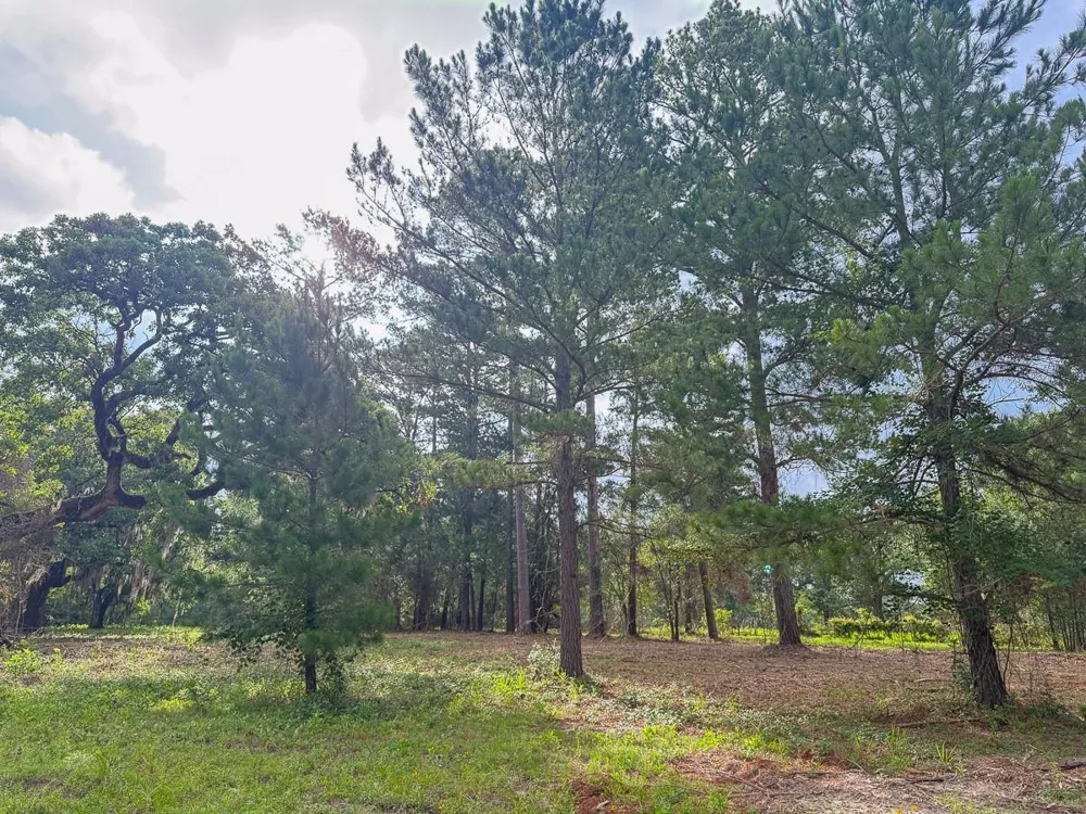 County Road 227 Bedias, TX 77831