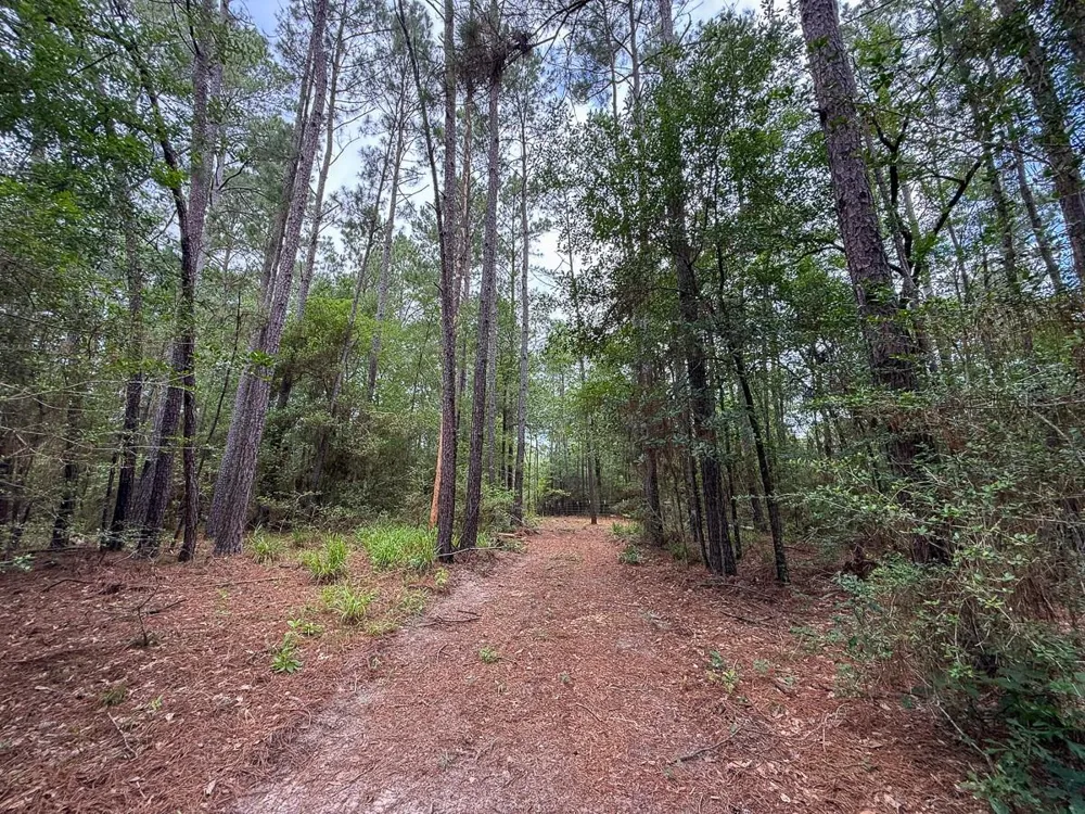 County Road 227 Bedias, TX 77831