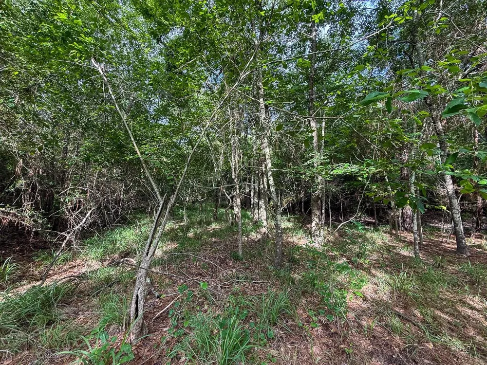 County Road 227 Bedias, TX 77831