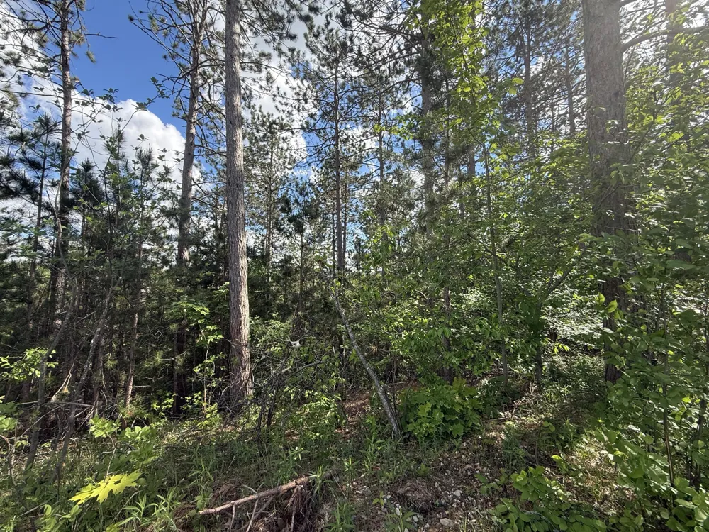 V/L Bear Paw Trail #10 VanderBilt, MI 49795