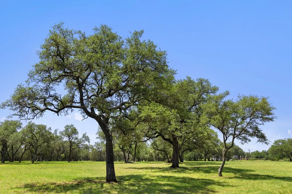118 E Crestview Drive Johnson City, TX 78636