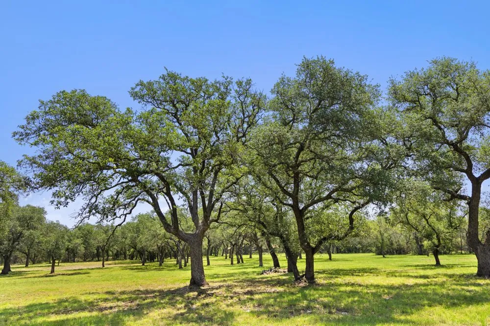 118 E Crestview Drive Johnson City, TX 78636