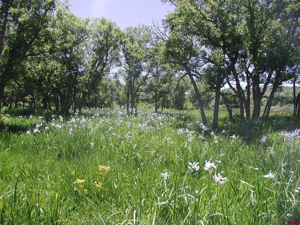 TBD Montrose, CO 81401