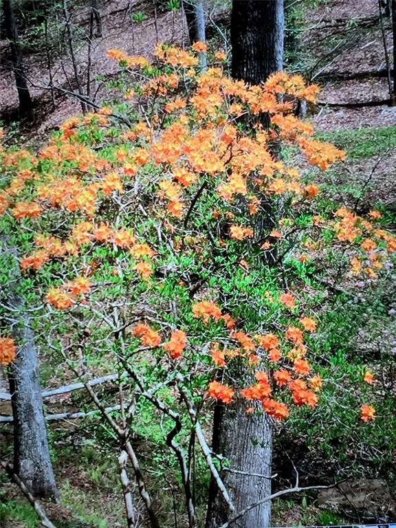 0 Long Branch Road Dahlonega, GA 30533