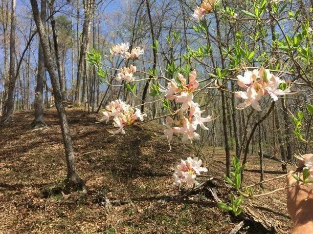 0 Long Branch Road Dahlonega, GA 30533