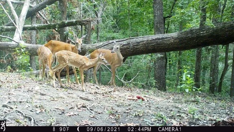 0 Long Branch Road Dahlonega, GA 30533