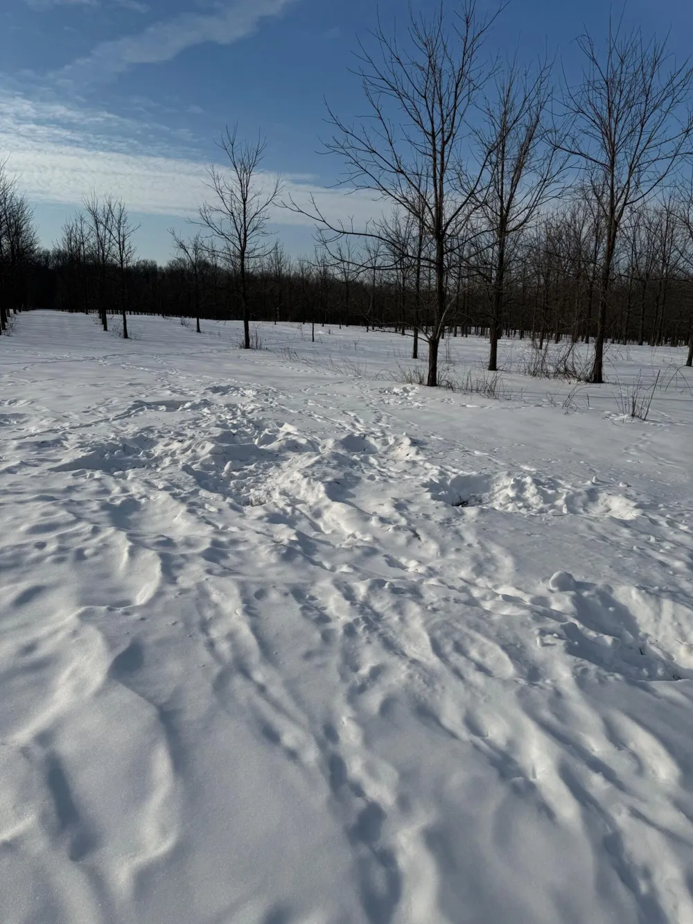 63531 Dailey Road Cassopolis, MI 49031