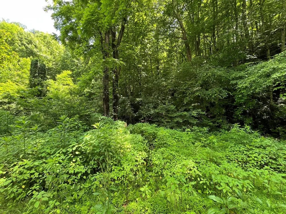 Mincey Rd Franklin, NC 28734