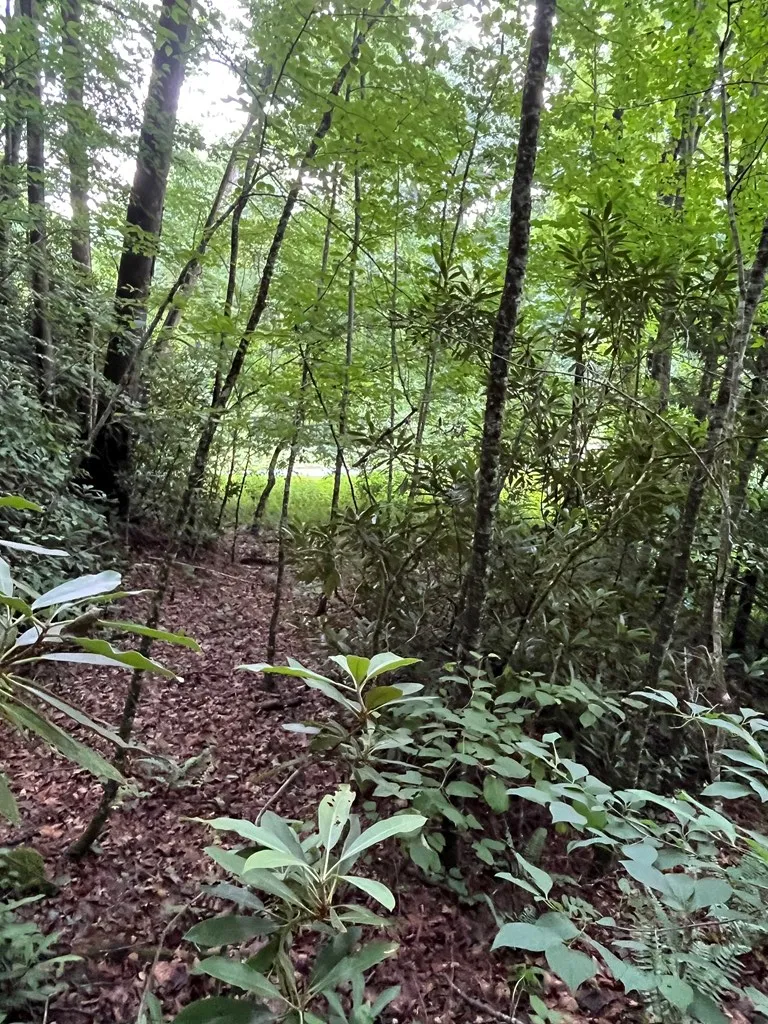 Mincey Rd Franklin, NC 28734