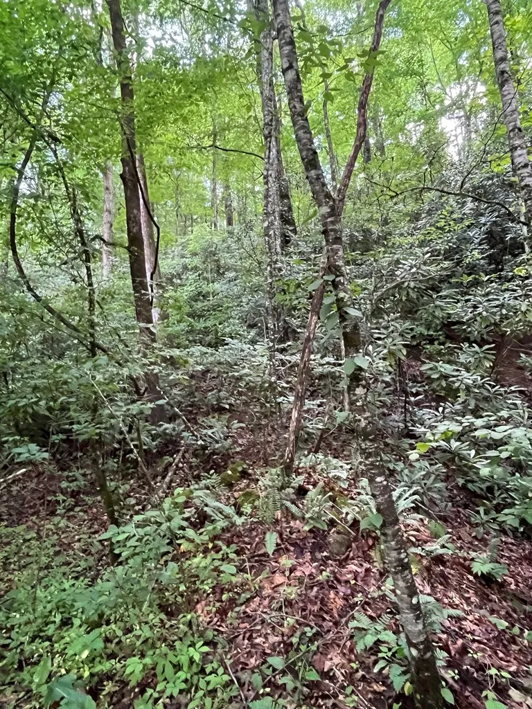 Mincey Rd Franklin, NC 28734