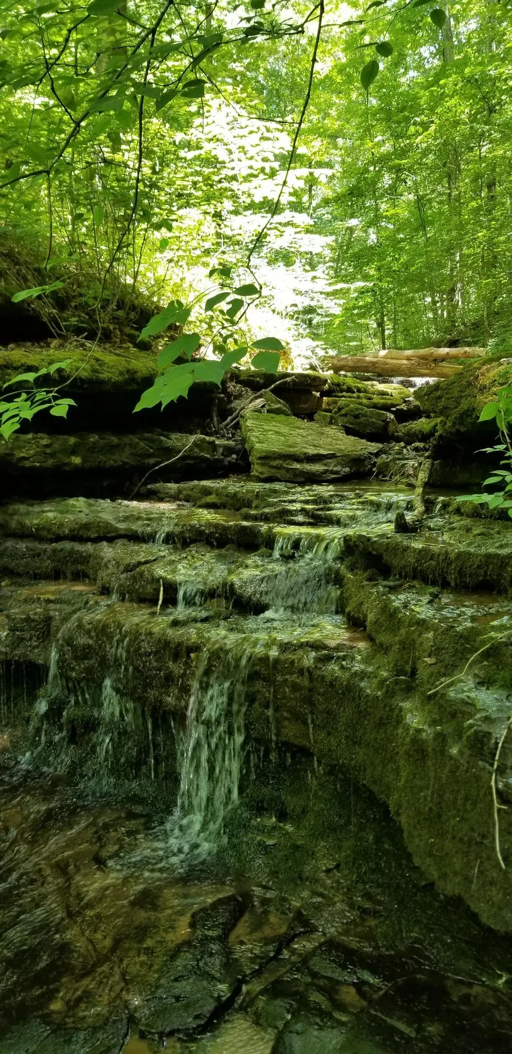 6045 Green Road Bloomington Springs, TN 38545