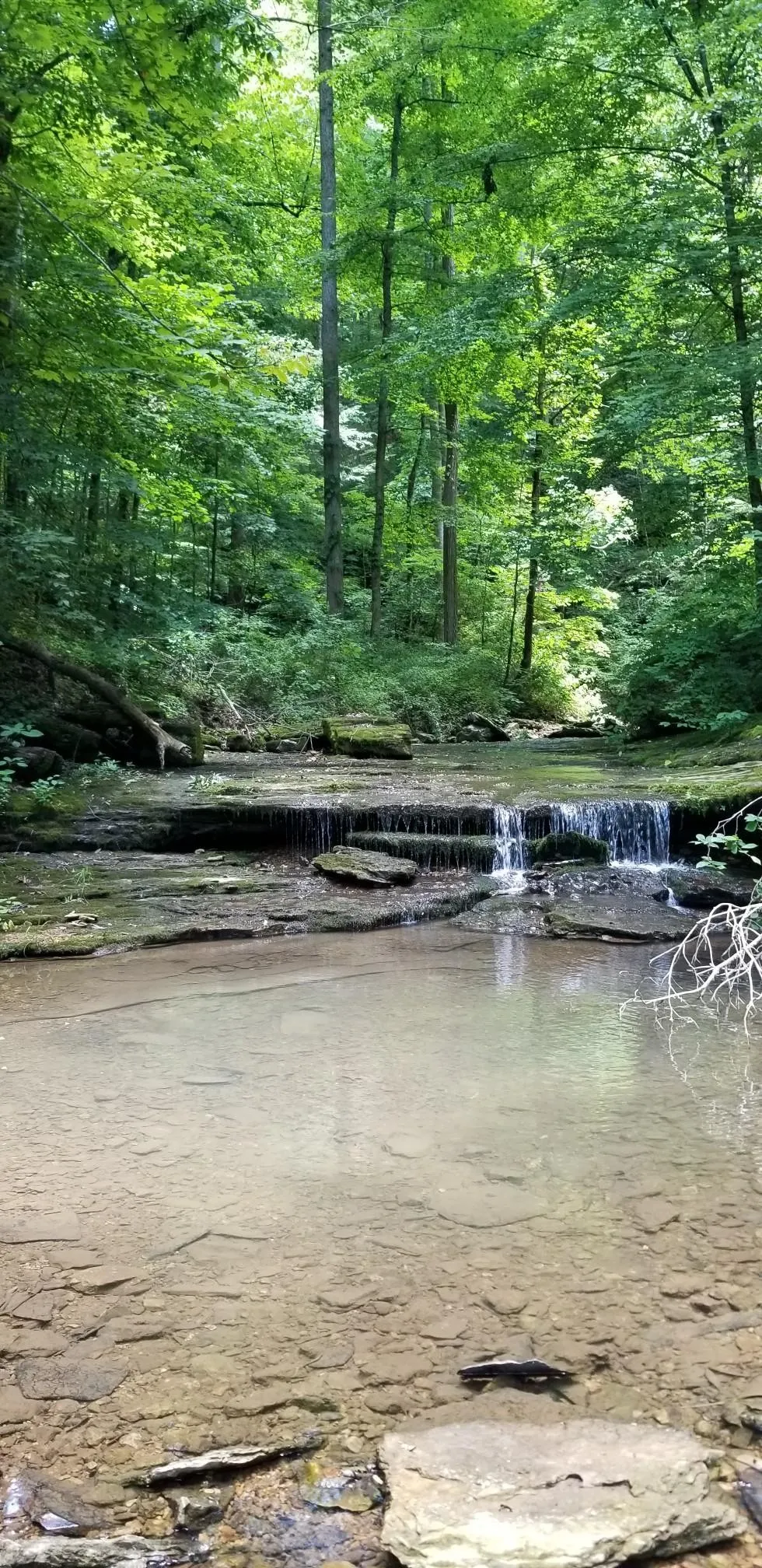 6045 Green Road Bloomington Springs, TN 38545