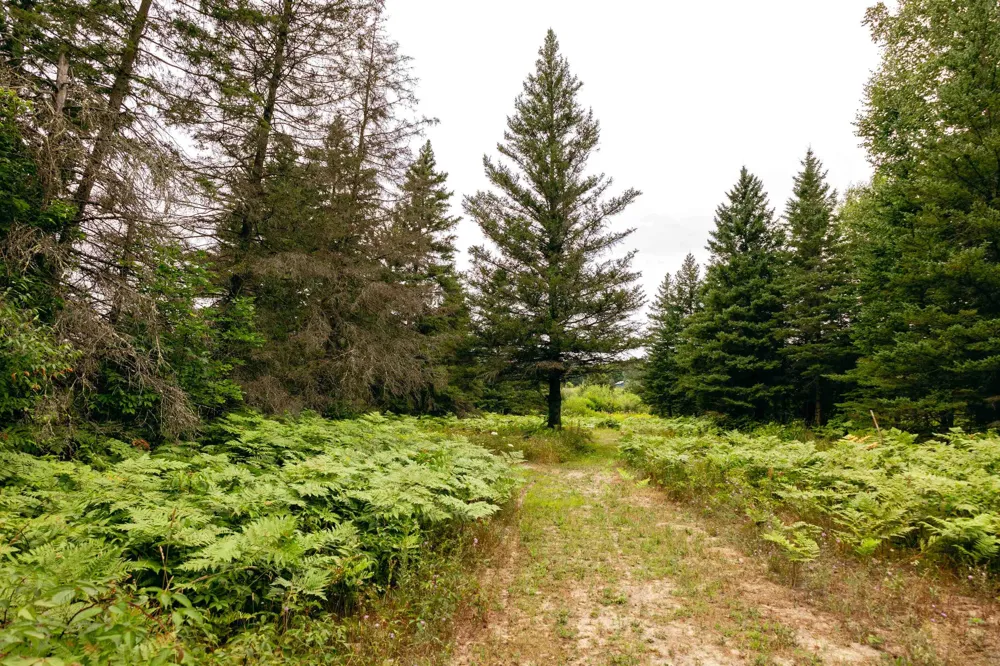 E Birch Point Road Elmwood Charter Township, MI 49684