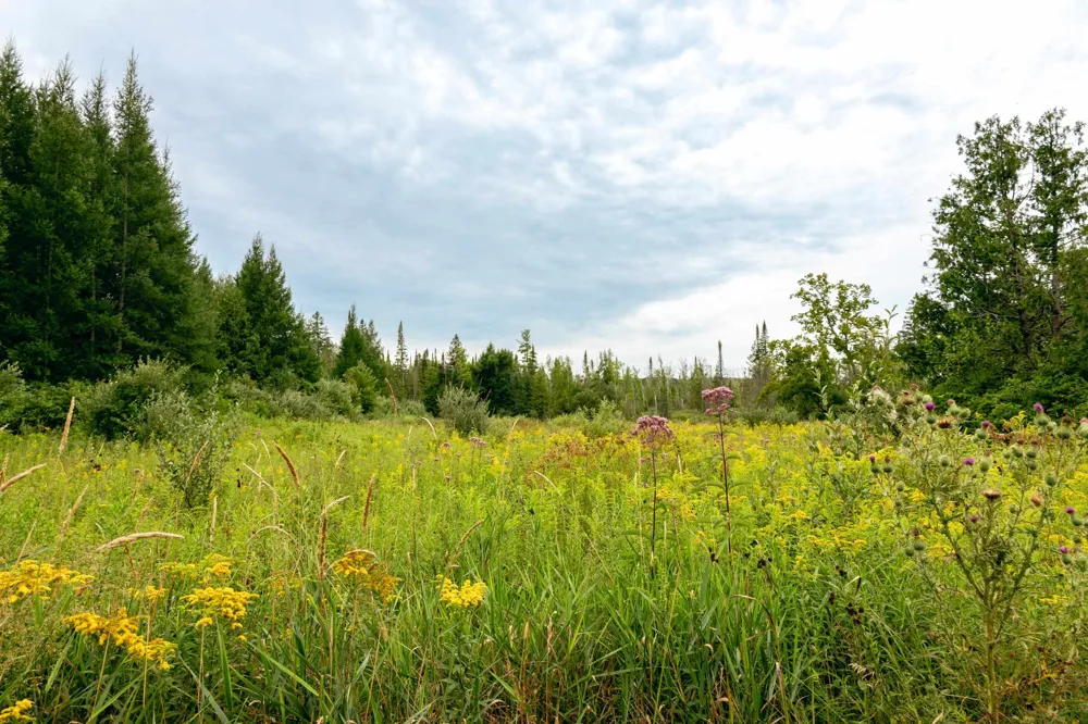 E Birch Point Road Elmwood Charter Township, MI 49684