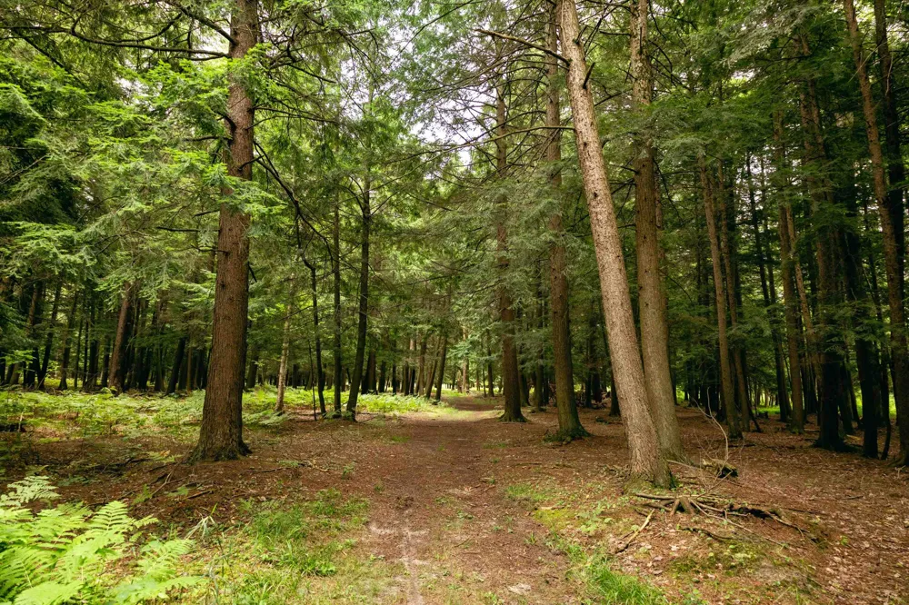 E Birch Point Road Elmwood Charter Township, MI 49684