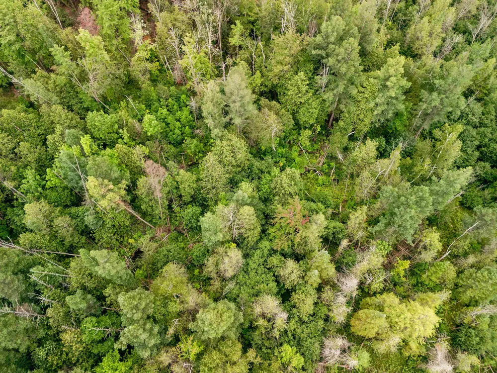 E Birch Point Road Elmwood Charter Township, MI 49684