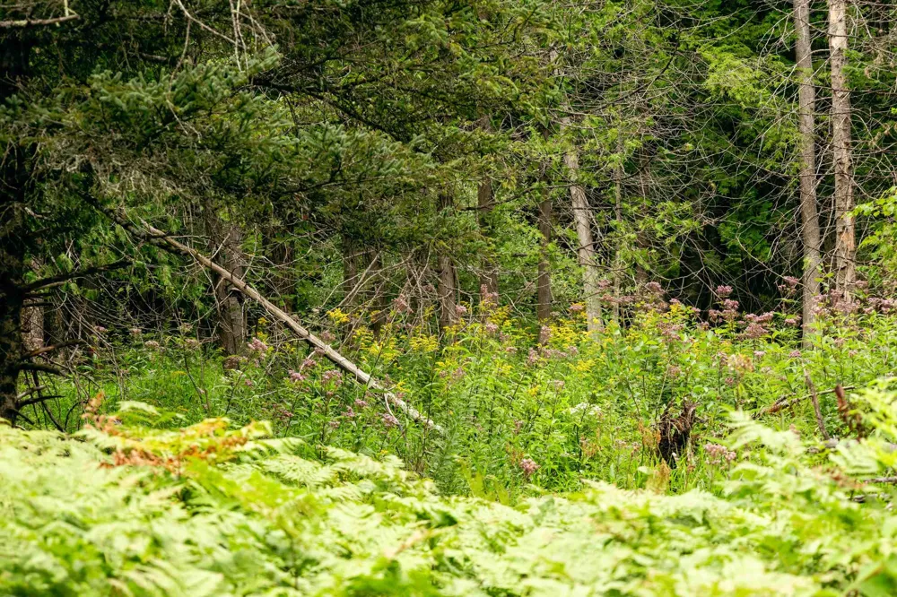 E Birch Point Road Elmwood Charter Township, MI 49684