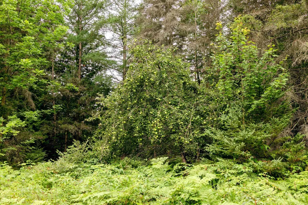 E Birch Point Road Elmwood Charter Township, MI 49684
