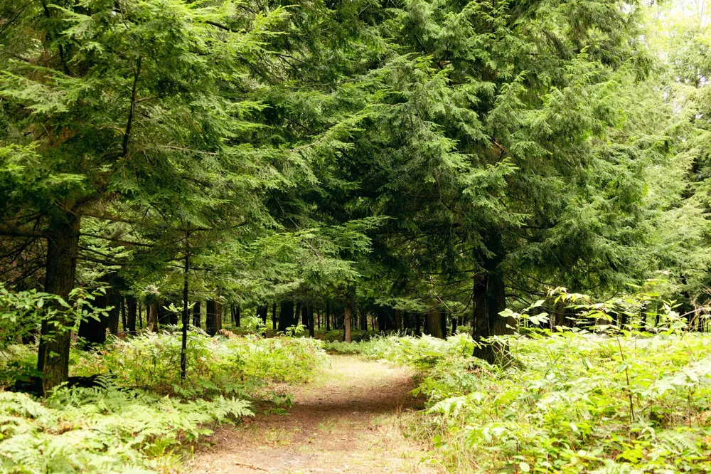 E Birch Point Road Elmwood Charter Township, MI 49684