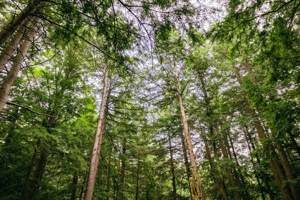 E Birch Point Road Elmwood Charter Township, MI 49684