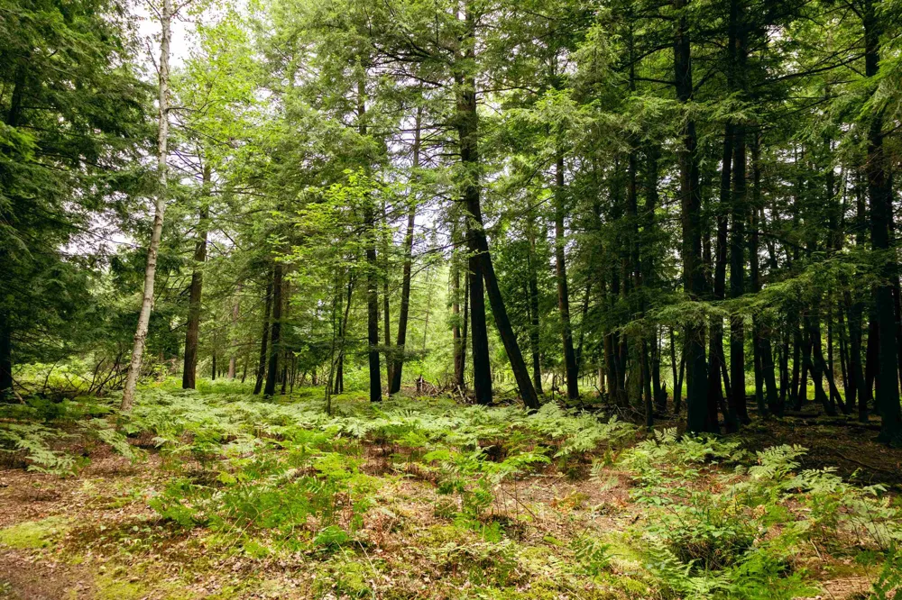 E Birch Point Road Elmwood Charter Township, MI 49684
