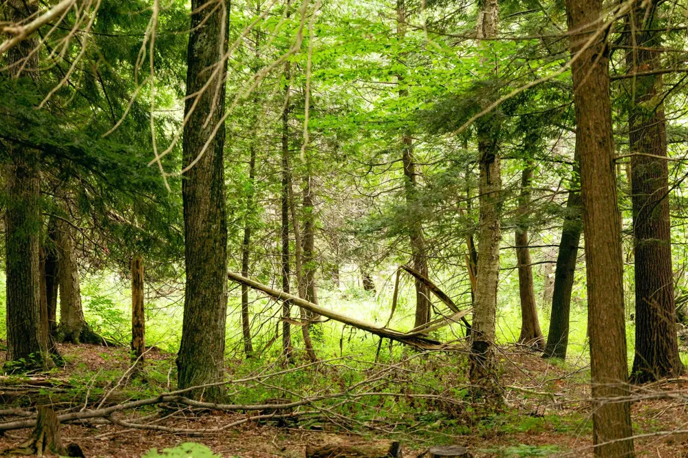 E Birch Point Road Elmwood Charter Township, MI 49684