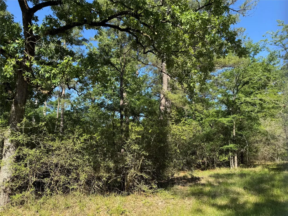 15 Wood Harbor Trinity, TX 75862