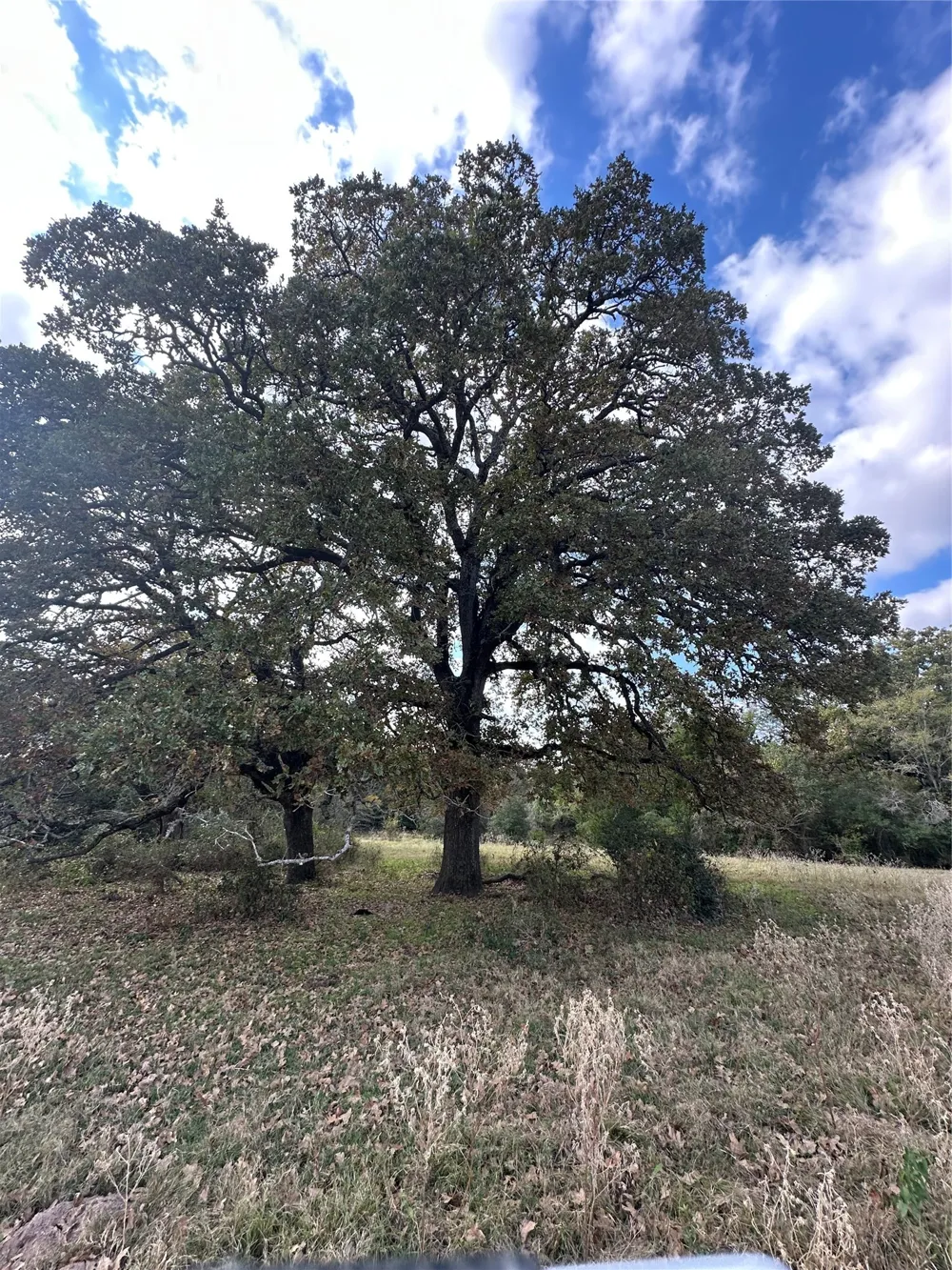 LCR 758 Thornton, TX 76687