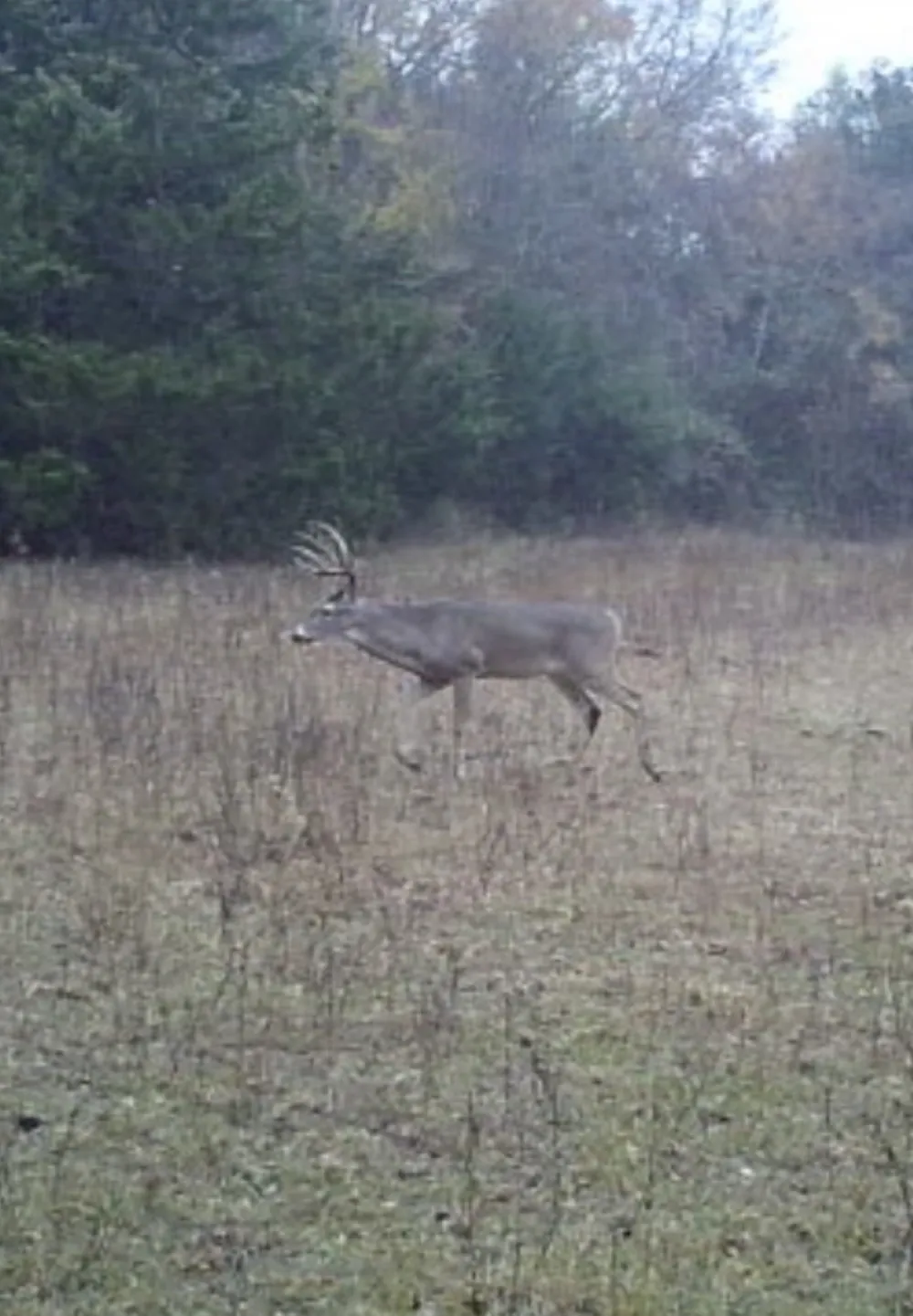 LCR 786 Thornton, TX 76687