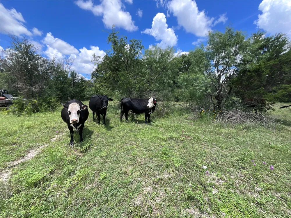 W FM 2486 Gustine, TX 76455