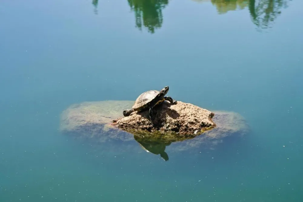 135 Vista Del Lago Los Gatos, CA 95032
