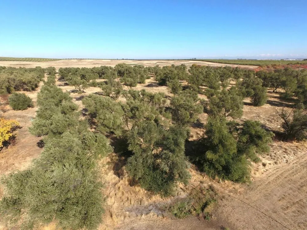 27643 County Road 88 Winters, CA 95694