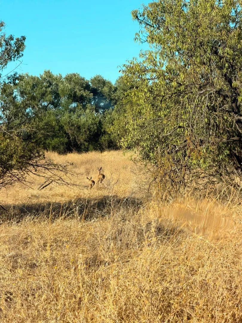 27643 County Road 88 Winters, CA 95694