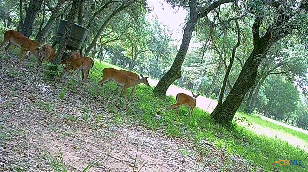 1291 County Road 157 Hallettsville, TX 77964