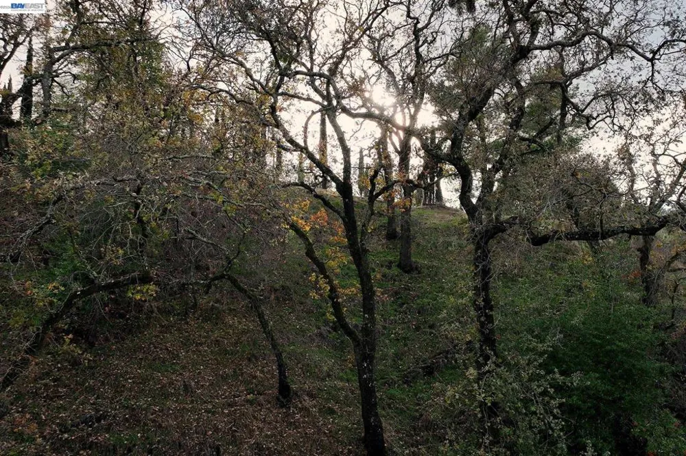 247 Sequoia Ave Walnut Creek, CA 94595
