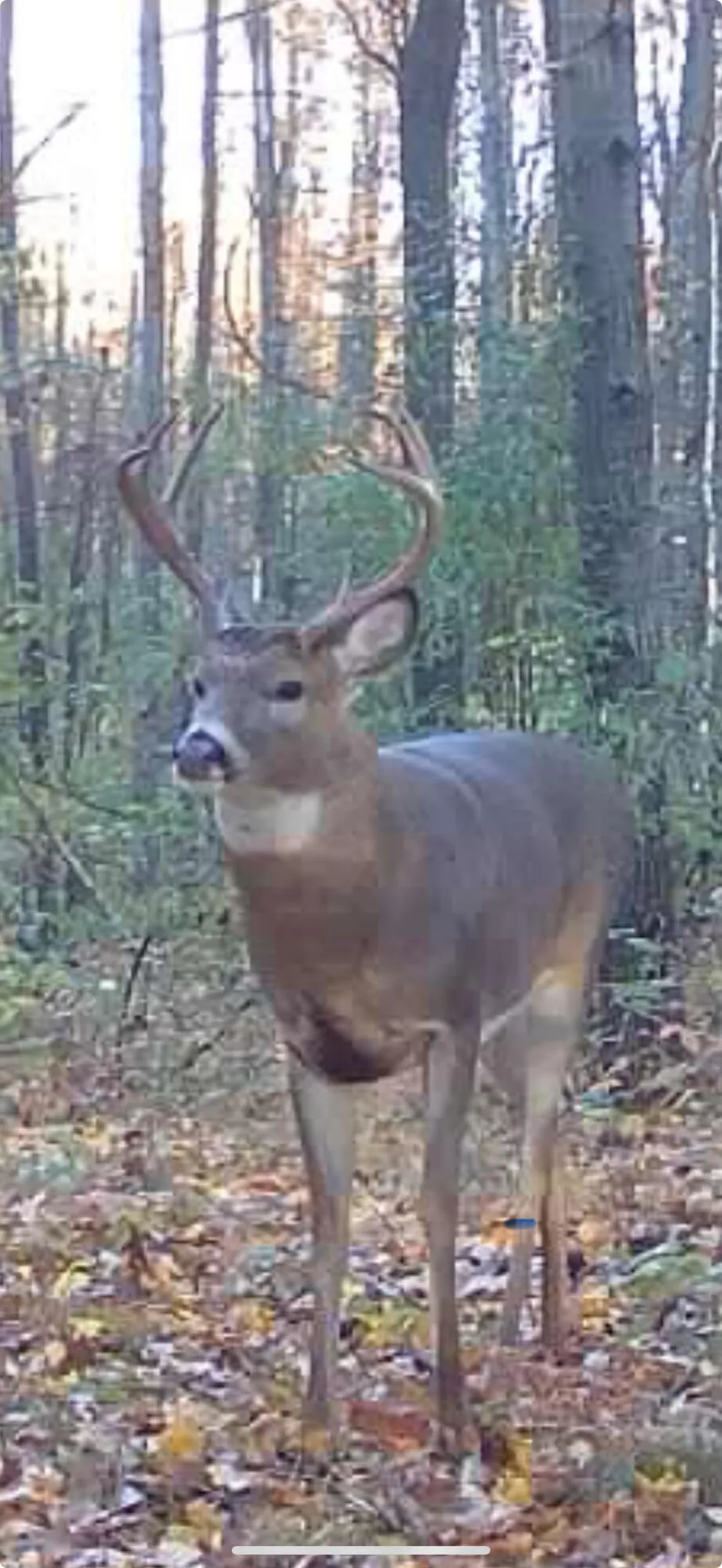 13980 12 Mile Remus, MI 49340