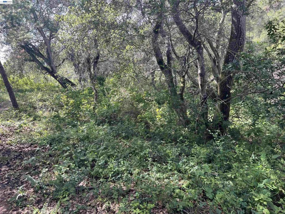 Marburger Ave. Belmont, CA 94002