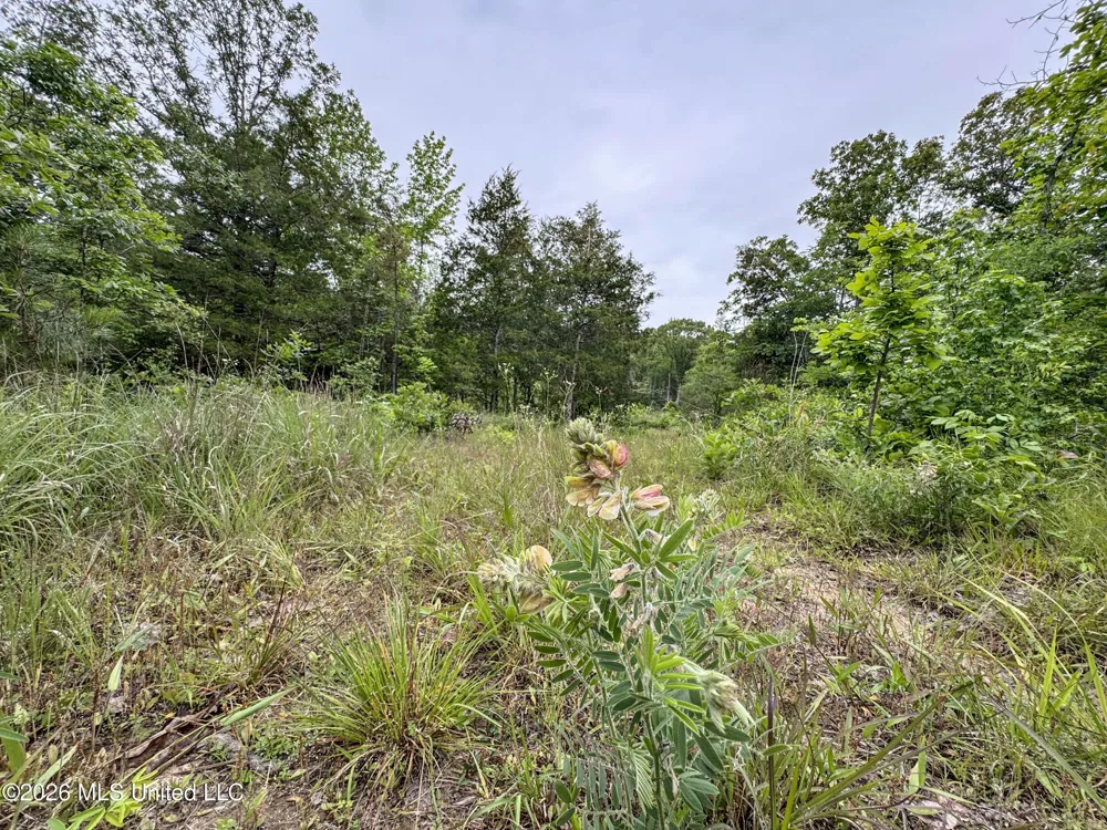 Wayne Massie Road Como, MS 38619