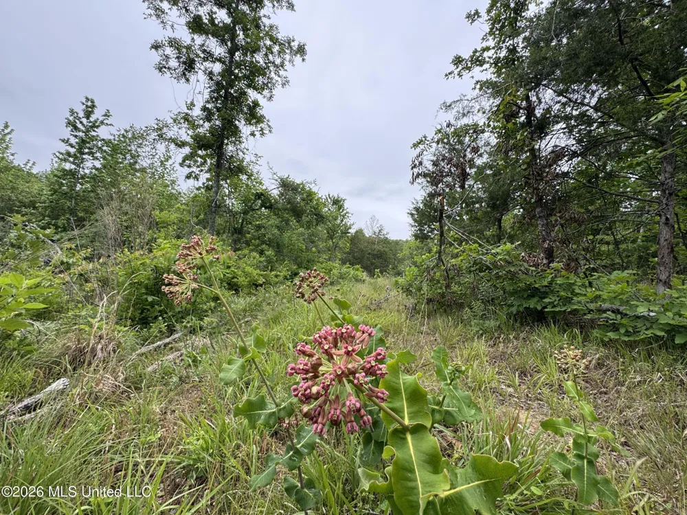 Wayne Massie Road Como, MS 38619