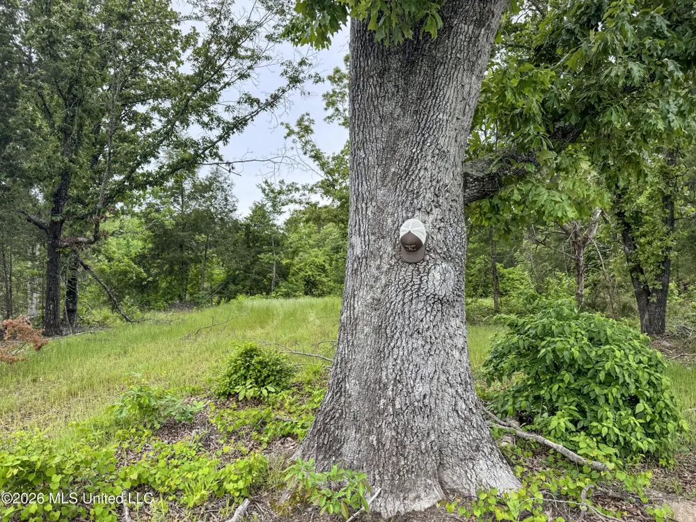 Wayne Massie Road Como, MS 38619