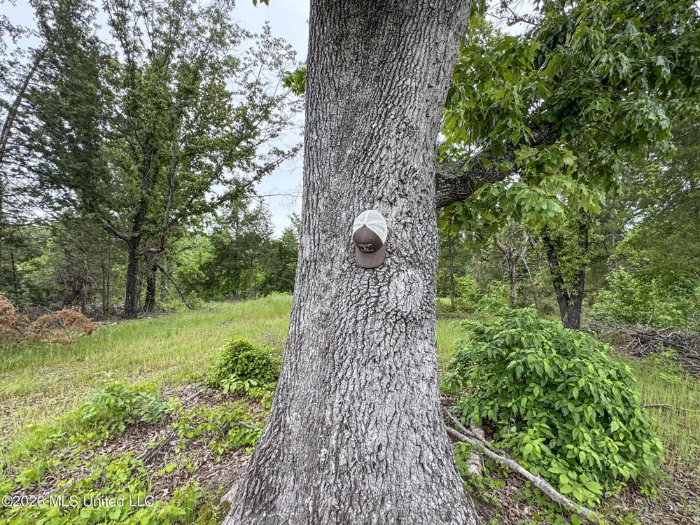 Wayne Massie Road Como, MS 38619