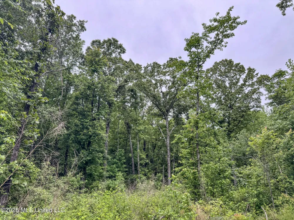 Wayne Massie Road Como, MS 38619