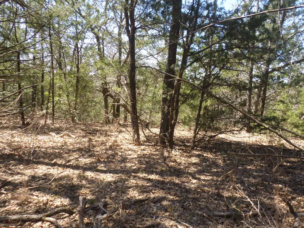 273 Walter Hoffman Road Cedar Creek, TX 78612