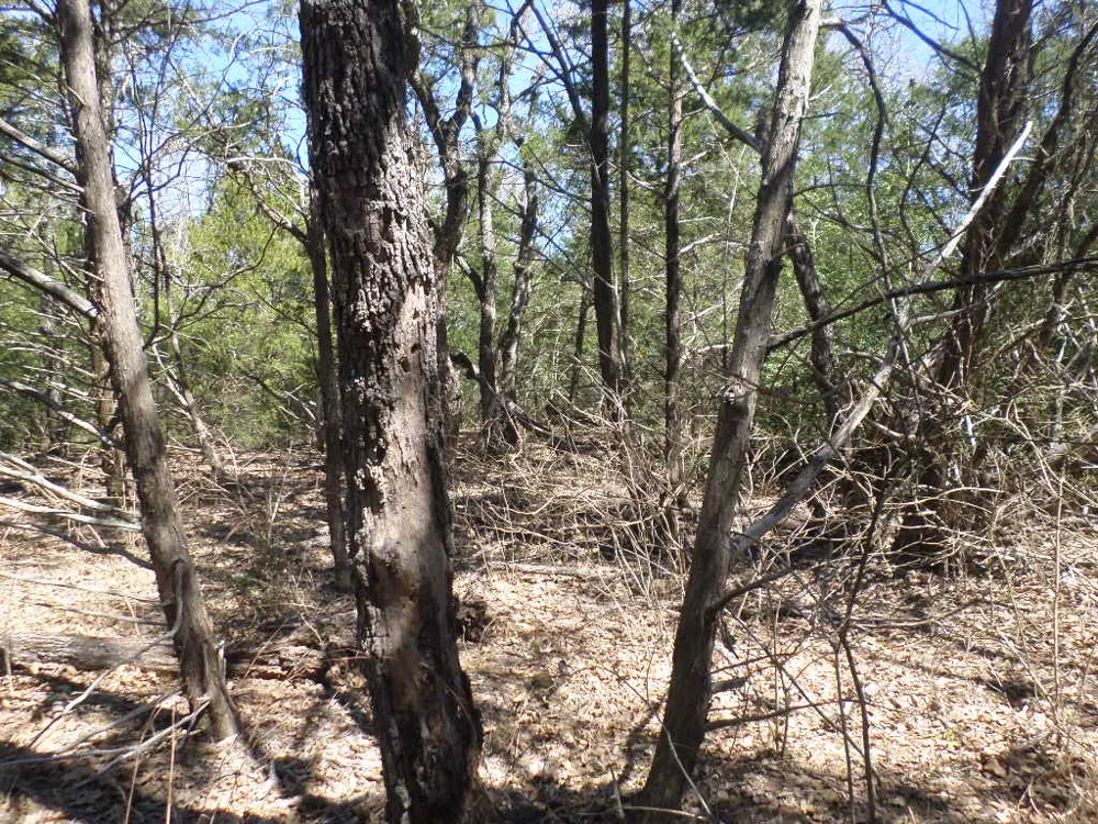 273 Walter Hoffman Road Cedar Creek, TX 78612