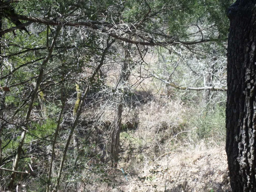 273 Walter Hoffman Road Cedar Creek, TX 78612